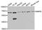 Microseminoprotein Beta antibody, TA332476, Origene, Western Blot image 