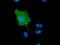 Microtubule Associated Monooxygenase, Calponin And LIM Domain Containing 1 antibody, TA501849, Origene, Immunofluorescence image 