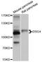 Desmoglein 4 antibody, abx125786, Abbexa, Western Blot image 