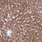 Coiled-Coil-Helix-Coiled-Coil-Helix Domain Containing 3 antibody, HPA042935, Atlas Antibodies, Immunohistochemistry paraffin image 