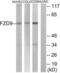 Frizzled Class Receptor 9 antibody, LS-B12364, Lifespan Biosciences, Western Blot image 