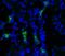 Aquaporin 2 antibody, SPC-503D-STR, StressMarq, Immunohistochemistry frozen image 