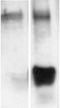 Methyl lysine antibody, ADI-KAP-TF121-E, Enzo Life Sciences, Western Blot image 