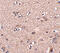 Secretory Carrier Membrane Protein 4 antibody, 5289, ProSci Inc, Immunohistochemistry frozen image 