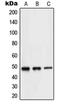 Neuronal Differentiation 2 antibody, orb214302, Biorbyt, Western Blot image 