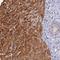 Fizzy And Cell Division Cycle 20 Related 1 antibody, HPA043536, Atlas Antibodies, Immunohistochemistry frozen image 