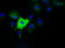 Myo-Inositol Oxygenase antibody, LS-C115394, Lifespan Biosciences, Immunofluorescence image 