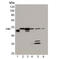 Serpin Family H Member 1 antibody, ADI-SPA-470-D, Enzo Life Sciences, Western Blot image 