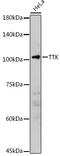 Dual specificity protein kinase TTK antibody, GTX16407, GeneTex, Western Blot image 