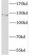 Sterol Regulatory Element Binding Transcription Factor 1 antibody, FNab08220, FineTest, Western Blot image 