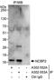 Nuclear Cap Binding Protein Subunit 2 antibody, A302-552A, Bethyl Labs, Immunoprecipitation image 