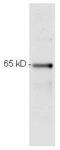 p65 antibody, orb344390, Biorbyt, Western Blot image 