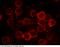 Selectin L antibody, 50045-R414, Sino Biological, Immunohistochemistry frozen image 