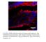 Atrial natriuretic peptide receptor 3 antibody, PGCC-301AP, FabGennix, Immunofluorescence image 