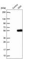 Guanine Deaminase antibody, PA5-56455, Invitrogen Antibodies, Western Blot image 