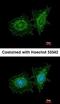 SH3 Domain Binding Protein 1 antibody, orb73594, Biorbyt, Immunofluorescence image 