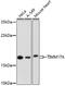 Mitochondrial import inner membrane translocase subunit Tim17-A antibody, 22-232, ProSci, Immunofluorescence image 