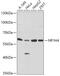 BAR antibody, 23-509, ProSci, Western Blot image 