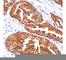 Ornithine Decarboxylase 1 antibody, V2215IHC-7ML, NSJ Bioreagents, Immunohistochemistry paraffin image 