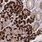 Hepatocyte Growth Factor antibody, HPA044088, Atlas Antibodies, Immunohistochemistry frozen image 