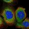 Cilia And Flagella Associated Protein 126 antibody, NBP1-94181, Novus Biologicals, Immunofluorescence image 