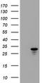 Pseudouridine 5'-Phosphatase antibody, TA502513, Origene, Western Blot image 