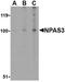 Neuronal PAS Domain Protein 3 antibody, NBP1-76786, Novus Biologicals, Western Blot image 