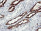 Phosphofructokinase, Platelet antibody, LS-C173557, Lifespan Biosciences, Immunohistochemistry frozen image 
