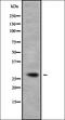 RAB23, Member RAS Oncogene Family antibody, orb338617, Biorbyt, Western Blot image 