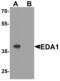 Ectodysplasin-A antibody, MBS153646, MyBioSource, Western Blot image 