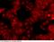 OTU Deubiquitinase, Ubiquitin Aldehyde Binding 2 antibody, 13177-R139, Sino Biological, Immunohistochemistry paraffin image 