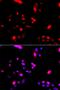 Cullin 4A antibody, orb136543, Biorbyt, Immunocytochemistry image 