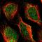 Phosphodiesterase 9A antibody, HPA011380, Atlas Antibodies, Immunofluorescence image 