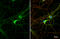 Glutamate Decarboxylase 2 antibody, GTX636487, GeneTex, Immunofluorescence image 