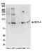 SCY1 Like Pseudokinase 2 antibody, A304-880A, Bethyl Labs, Western Blot image 