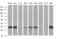 Secretory Carrier Membrane Protein 2 antibody, MA5-26297, Invitrogen Antibodies, Western Blot image 