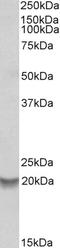 BCL2 Related Protein A1 antibody, EB10375, Everest Biotech, Western Blot image 
