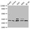 Gem Nuclear Organelle Associated Protein 2 antibody, CSB-PA021329LA01HU, Cusabio, Western Blot image 