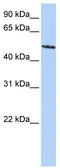 Sialic Acid Binding Ig Like Lectin 6 antibody, TA346280, Origene, Western Blot image 