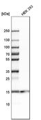 Phorbol-12-myristate-13-acetate-induced protein 1 antibody, HPA051063, Atlas Antibodies, Western Blot image 