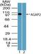 Arf-GAP with GTPase, ANK repeat and PH domain-containing protein 2 antibody, PA5-23356, Invitrogen Antibodies, Western Blot image 