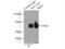 GLT-1 antibody, 22515-1-AP, Proteintech Group, Immunoprecipitation image 