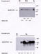 EPH Receptor B1 antibody, AP05060PU-N, Origene, Western Blot image 