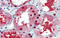 GATA Binding Protein 3 antibody, ARP31857_P050, Aviva Systems Biology, Immunohistochemistry frozen image 