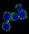 Calcium Voltage-Gated Channel Auxiliary Subunit Gamma 6 antibody, abx026576, Abbexa, Immunofluorescence image 