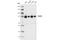 Centromere Protein I antibody, 49426S, Cell Signaling Technology, Western Blot image 