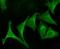 Calnexin antibody, SPC-108B-A488, StressMarq, Immunofluorescence image 