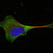 Protein Wnt-10b antibody, M02574, Boster Biological Technology, Immunofluorescence image 