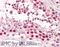CD209 antibody, 43-700, ProSci, Western Blot image 