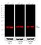 Mouse IgG antibody, 35518, Invitrogen Antibodies, Western Blot image 